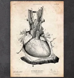 Art d'anatomie cardiaque III-Codex Anatomicus Online
