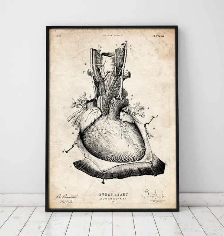 Art d'anatomie cardiaque III-Codex Anatomicus Online