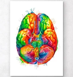 Art d'anatomie cérébrale III - Aquarelle-Codex Anatomicus Best