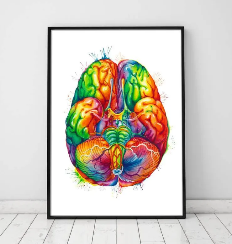 Art d'anatomie cérébrale III - Aquarelle-Codex Anatomicus Best