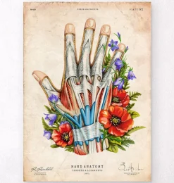 Art d'anatomie de la main - Noir-Codex Anatomicus