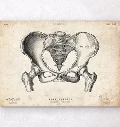 Art d'anatomie du bassin féminin-Codex Anatomicus Sale
