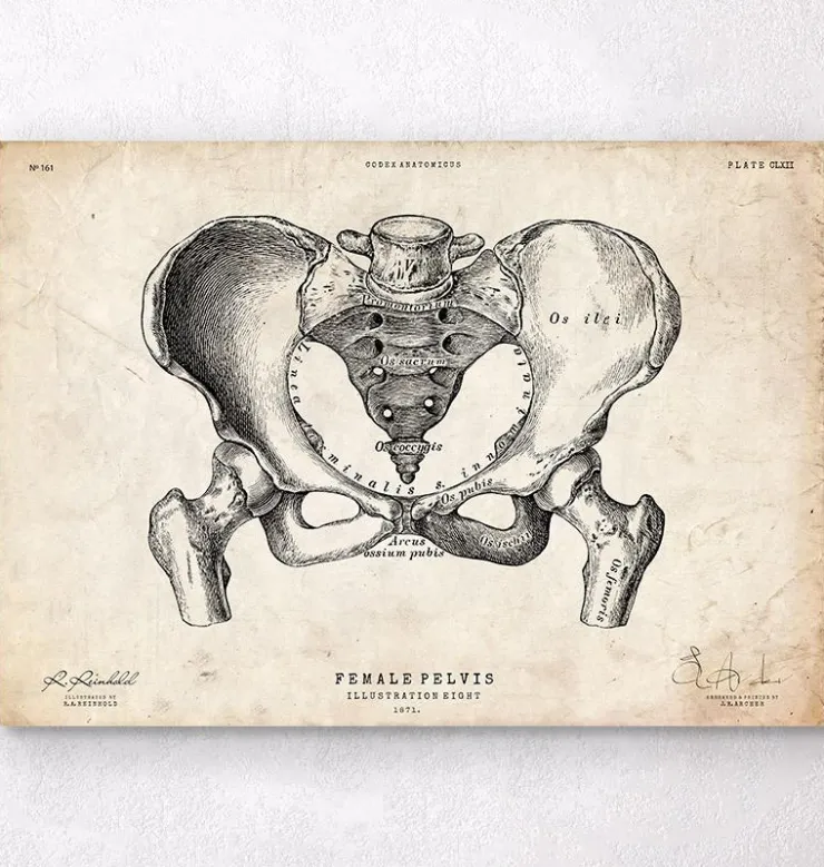 Art d'anatomie du bassin féminin-Codex Anatomicus Sale