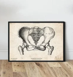 Art d'anatomie du bassin féminin-Codex Anatomicus Sale