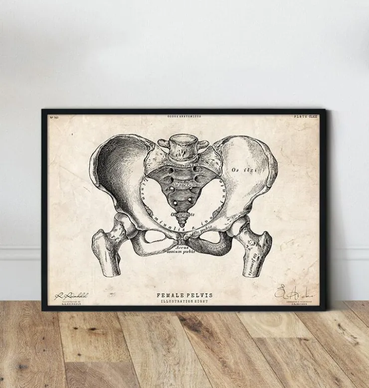 Art d'anatomie du bassin féminin-Codex Anatomicus Sale