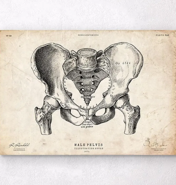 Art d'anatomie du bassin masculin-Codex Anatomicus New