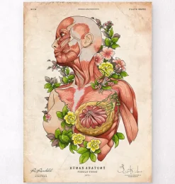Art d'anatomie du corps féminin-Codex Anatomicus Online