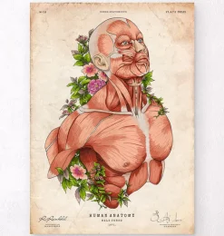 Art d'anatomie du corps masculin-Codex Anatomicus Hot