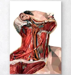 Art d'anatomie du cou géométrique-Codex Anatomicus