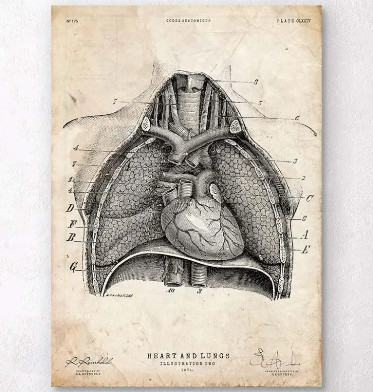 Art d'anatomie du cœur et des poumons II-Codex Anatomicus
