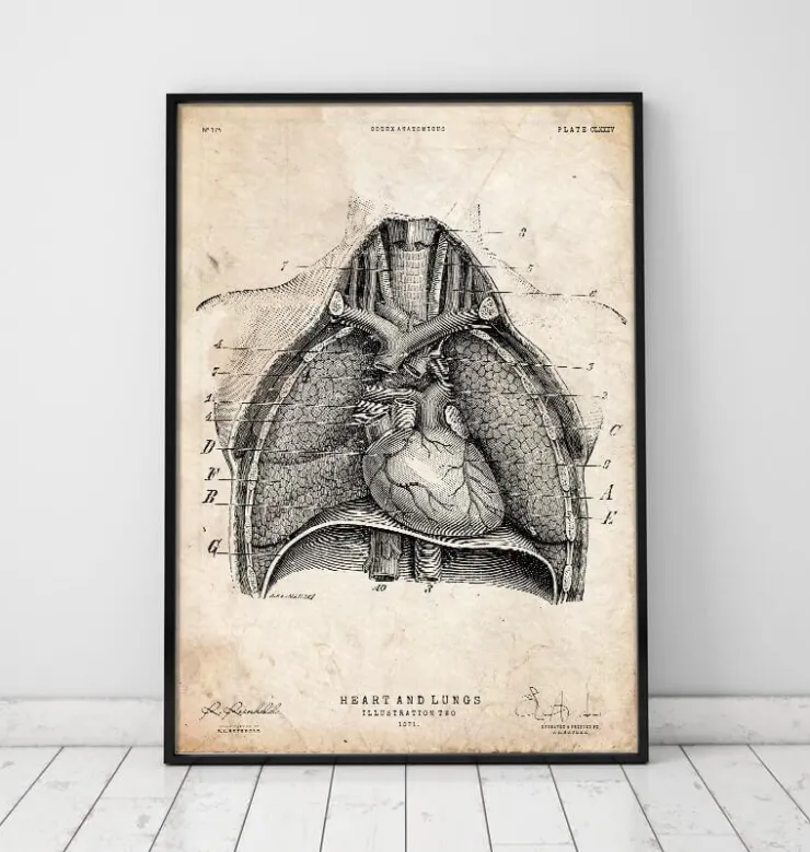Art d'anatomie du cœur et des poumons II-Codex Anatomicus