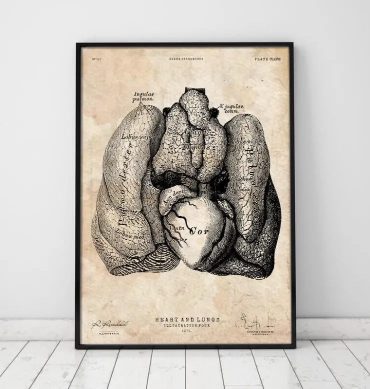 Art d'anatomie du cœur et des poumons IV-Codex Anatomicus Discount