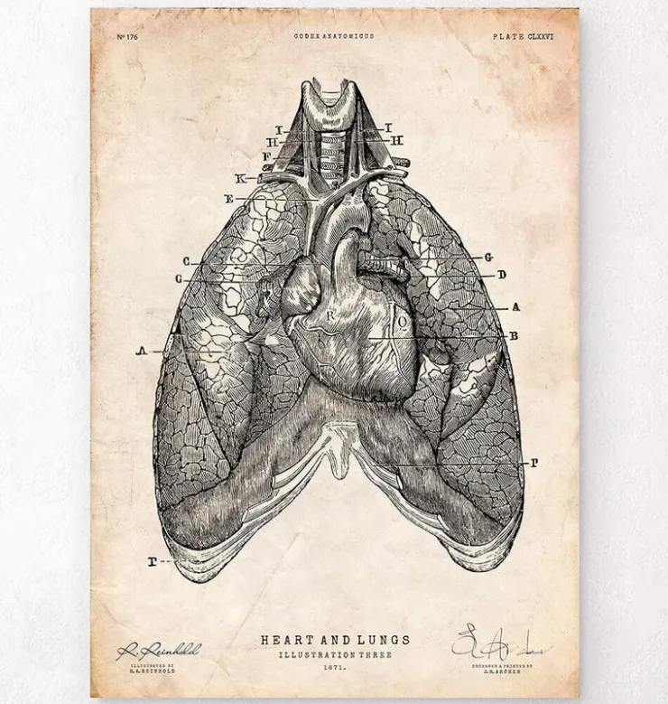 Art d'anatomie du cœur et des poumons III-Codex Anatomicus Sale