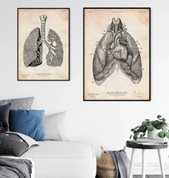 Art d'anatomie du cœur et des poumons III-Codex Anatomicus Sale