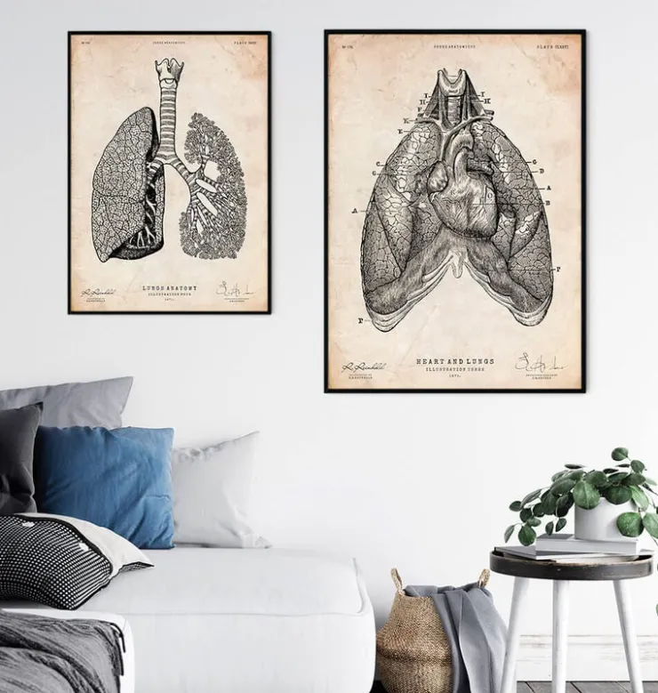Art d'anatomie du cœur et des poumons III-Codex Anatomicus Sale