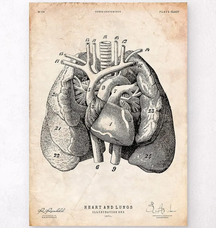 Art d'anatomie du cœur et des poumons I-Codex Anatomicus