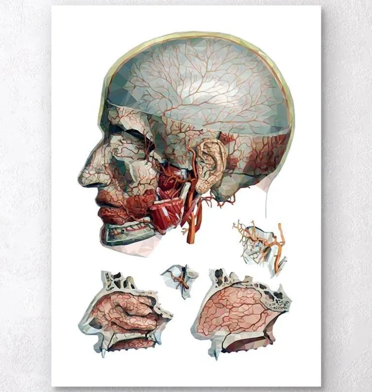Art d'anatomie tête et nez géométrique-Codex Anatomicus New
