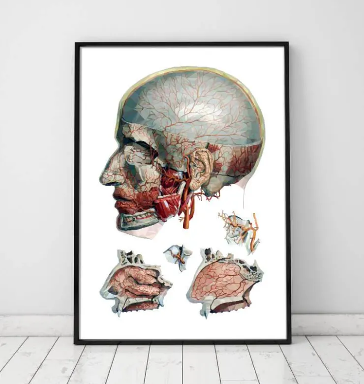 Art d'anatomie tête et nez géométrique-Codex Anatomicus New
