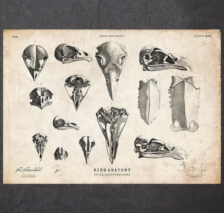 Art de crânes d'oiseaux-Codex Anatomicus Outlet