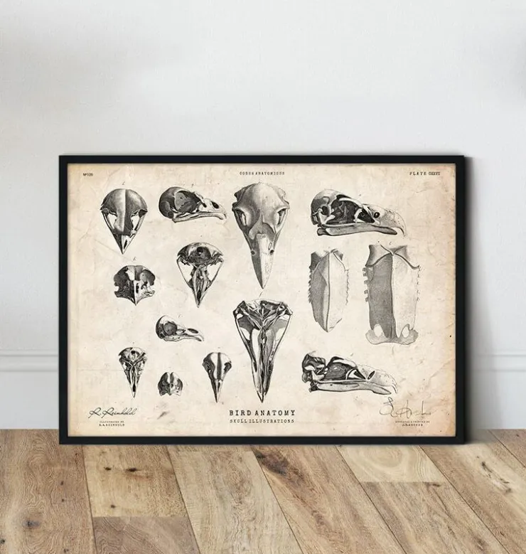 Art de crânes d'oiseaux-Codex Anatomicus Outlet