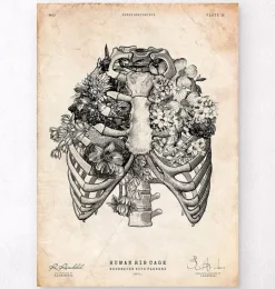 Art de la cage thoracique-Codex Anatomicus
