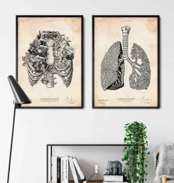 Art de la cage thoracique-Codex Anatomicus