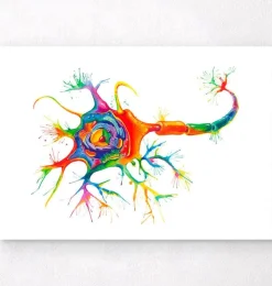 Art de la structure des neurones - Aquarelle-Codex Anatomicus Clearance