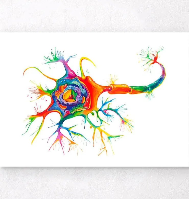 Art de la structure des neurones - Aquarelle-Codex Anatomicus Clearance
