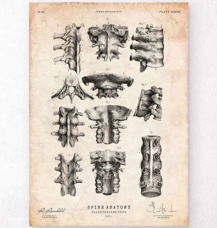 Art de l'anatomie de la colonne vertébrale-Codex Anatomicus Best