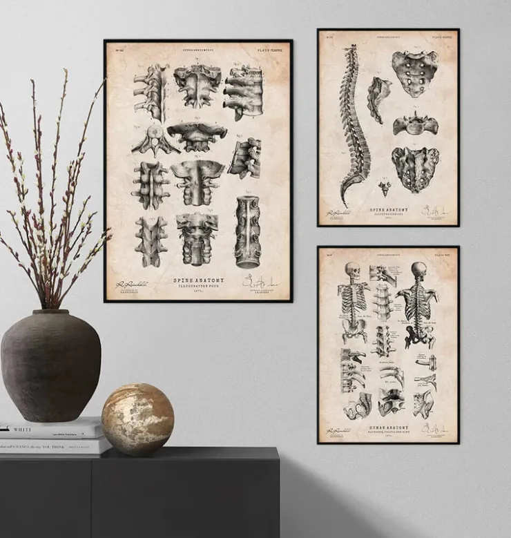 Art de l'anatomie de la colonne vertébrale-Codex Anatomicus Best