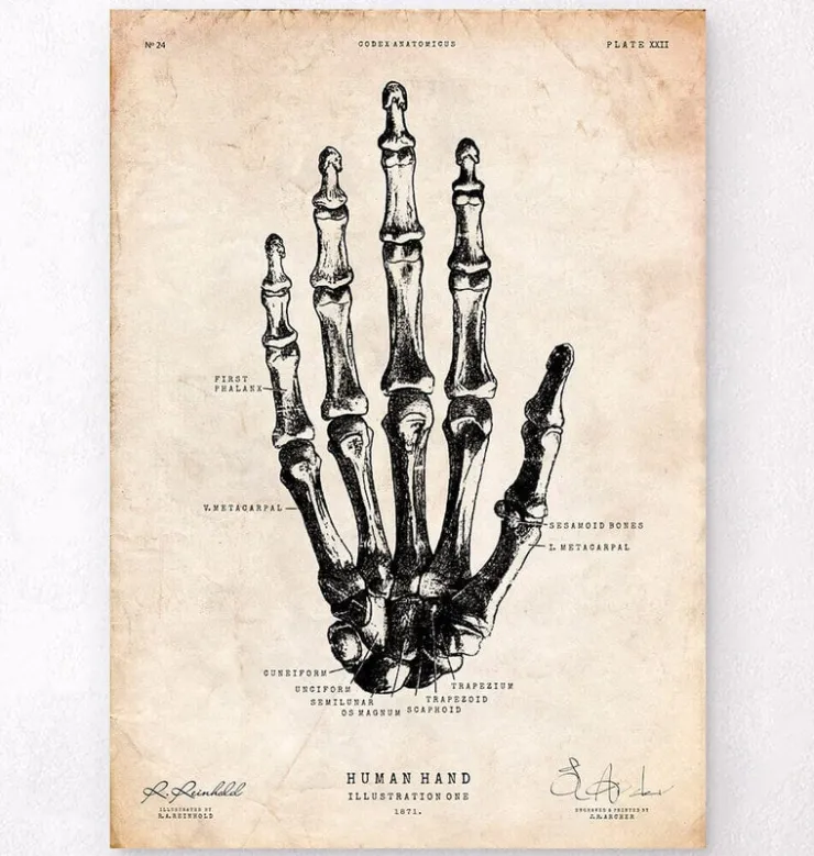 Art de l'anatomie de la main humaine-Codex Anatomicus Online