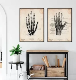 Art de l'anatomie de la main humaine-Codex Anatomicus Online