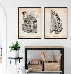 Art de l'anatomie dentaire-Codex Anatomicus