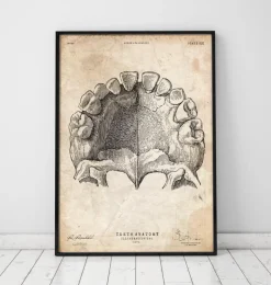 Art de l'anatomie des dents-Codex Anatomicus