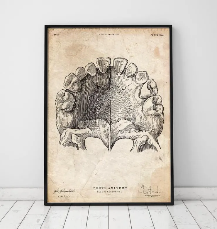 Art de l'anatomie des dents-Codex Anatomicus