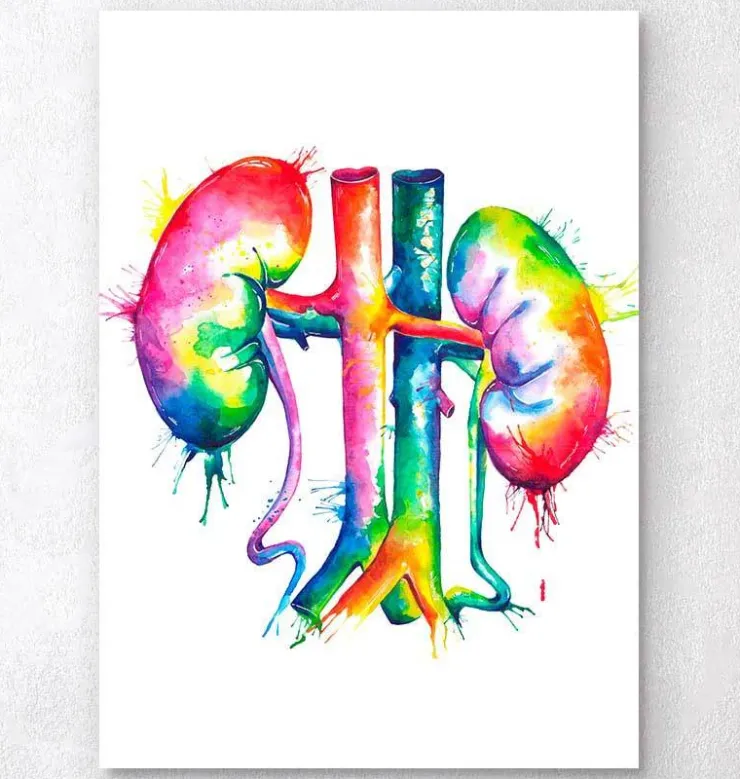 Art de l'anatomie des reins - Aquarelle-Codex Anatomicus Discount