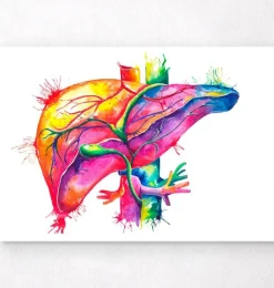 Art de l'anatomie du foie - Aquarelle-Codex Anatomicus New