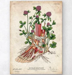 Art de l'anatomie du pied - Floral-Codex Anatomicus New