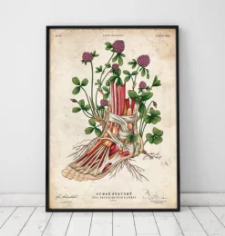 Art de l'anatomie du pied - Floral-Codex Anatomicus New