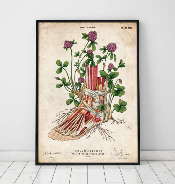 Art de l'anatomie du pied - Floral-Codex Anatomicus New