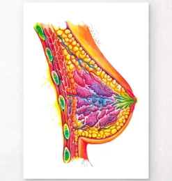 Art de l'anatomie du sein - Aquarelle-Codex Anatomicus Clearance