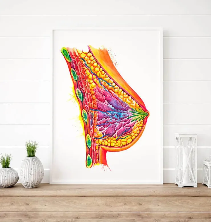 Art de l'anatomie du sein - Aquarelle-Codex Anatomicus Clearance