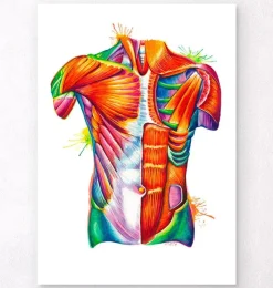 Art de l'anatomie du torse - Aquarelle-Codex Anatomicus Hot