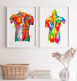 Art de l'anatomie du torse - Aquarelle-Codex Anatomicus Hot