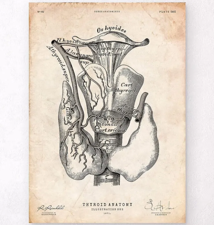 Art de l'anatomie thyroïdienne-Codex Anatomicus Sale