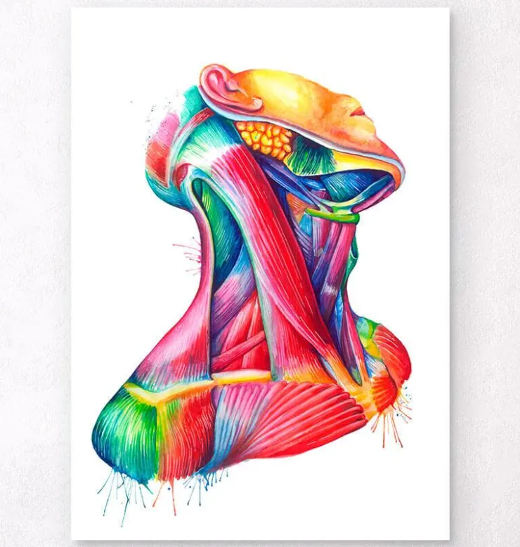 Art des muscles du cou - Aquarelle-Codex Anatomicus