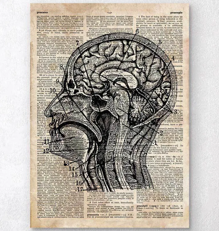 Art du cerveau I - Ancien dictionnaire-Codex Anatomicus Online