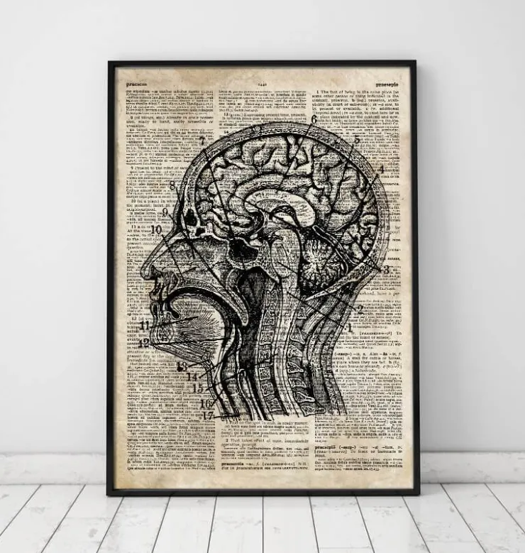 Art du cerveau I - Ancien dictionnaire-Codex Anatomicus Online