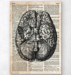 Art du cerveau II - Ancien dictionnaire-Codex Anatomicus Discount
