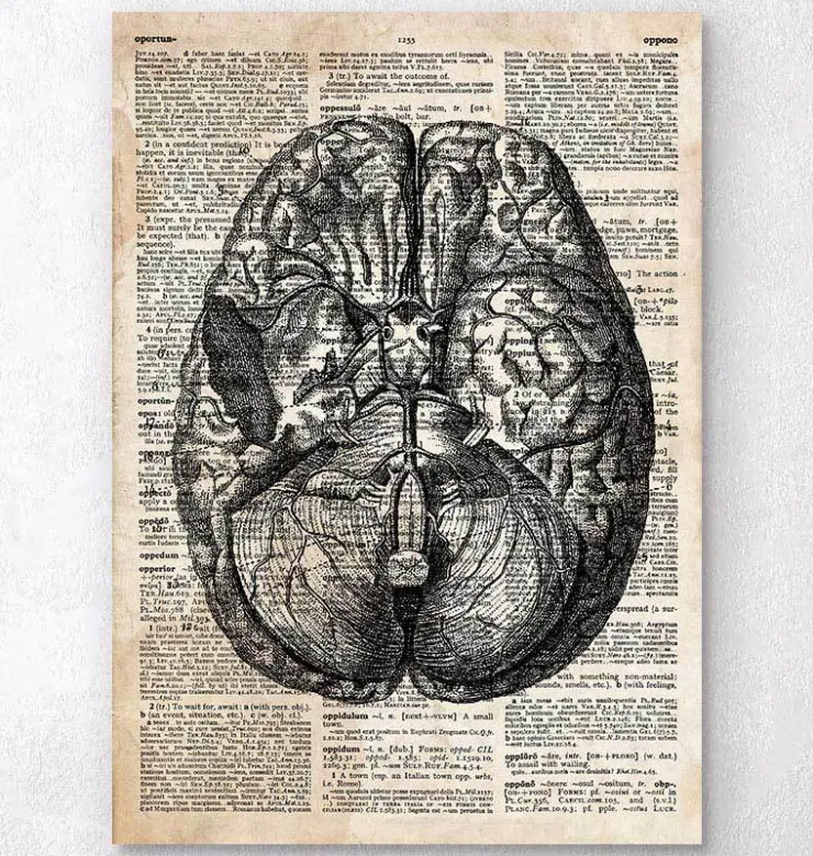Art du cerveau II - Ancien dictionnaire-Codex Anatomicus Discount